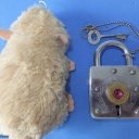 Trick Padlock #13 "Aligargh Maze 7 Levers"