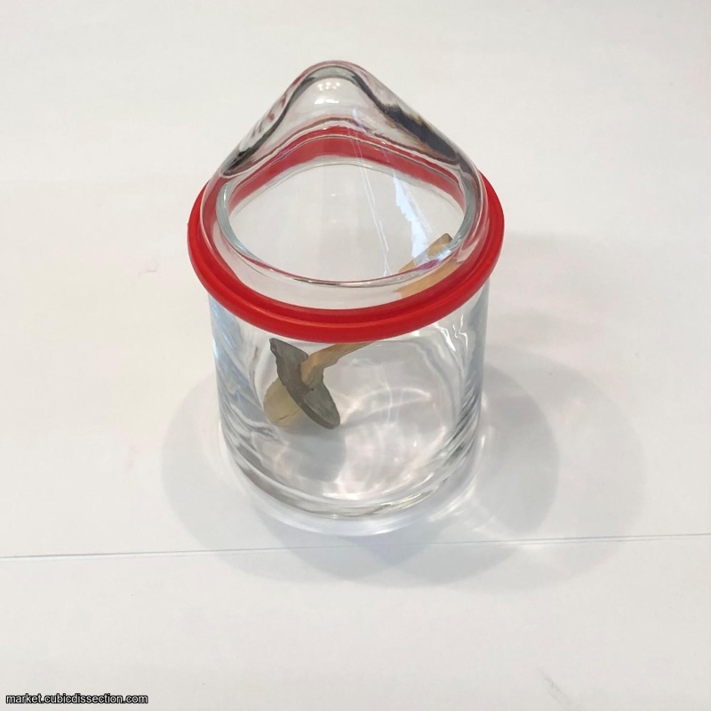 The Original Mysterious Coin - Toyo Glass